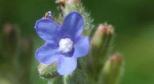 flor-raiz-traidor