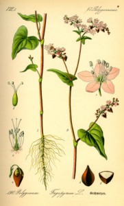 Trigo Sarraceno. Fuente; Wikipedia.