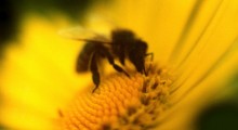 abeja-flor
