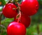 Arándano Rojo.