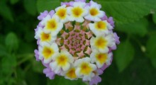 flor mandala flor mandala