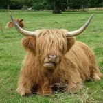 vaca-peluda