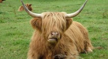vaca-peluda