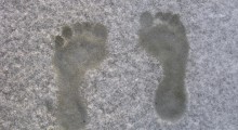 pies-nieve