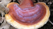 ganoderma-lucidum