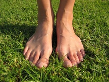 pies
