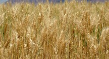 campo-de-trigo campo-de-trigo