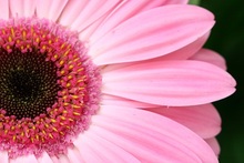 gerbera