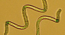 espirulina espirulina