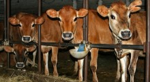 vacas