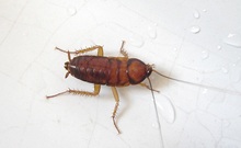 cucaracha