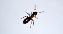 hormiga