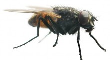 mosca mosca