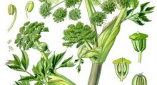 Planta medicinal "Angelica archangelica" gracias a la wikipedia.org