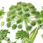 Planta medicinal "Angelica archangelica" gracias a la wikipedia.org
