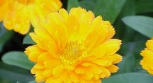 Calendula officinalis gracias a la wikipedia.org