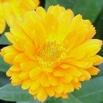 Calendula officinalis gracias a la wikipedia.org