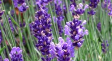 lavanda