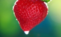 Fresa