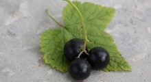 Grosellero negro