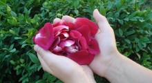 Petalos