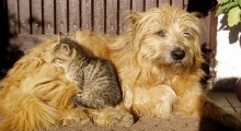 Como perros y gatos