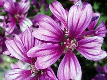 Malva