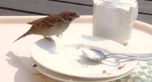 Platos y gorrión