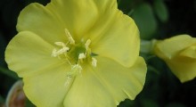 Flor de Onagra gracias a TeunSpaans de Wikipedia Flor de Onagra gracias a TeunSpaans de Wikipedia