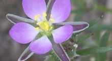 Arenaria roja gracias a Rasbak de wikimedia commons