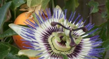 Passiflora
