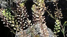 Perejil de tierra (Lepidium_virginicum) gracias a Tauʻolunga de wikipedia.org