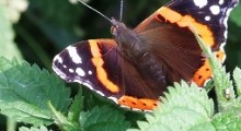 La mariposa en la ortiga