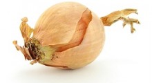Cebolla