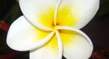 Flor Flor