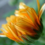 Calendula
