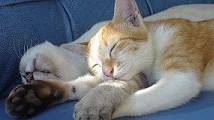 Gatitos dormidos