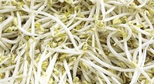 Germinado de soja