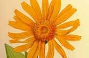 Arnica montana gracias a la wikipedia.org