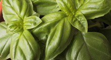 Albahaca