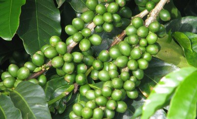 El café verde para adelgazar | Trucosnaturales.com